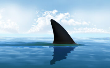 DIVE IN TO DISCOVERY’S SHARK WEEK 2021 FINTASTIC PARTNERSHIPS