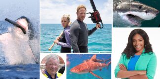 DISCOVERY CHANNEL’S SHARK WEEK 2021 SWIMS OFF WITH JAWSOME LINEUP FEATURING MORE HOURS OF SHARK PROGRAMMING THAN EVER BEFORE