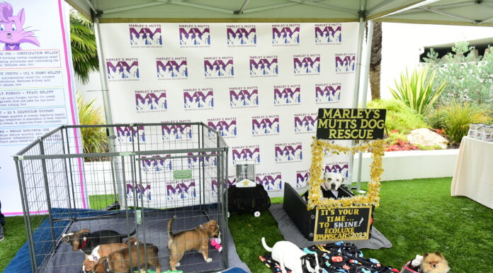 17th Annual ECOLUXE Pre-Oscar’s Lounge Returns to Beverly Hills; Benefits Marley’s Mutts Dog Rescue ECOLUXE Lounge Marley's Mutts Dog Rescue 2023
