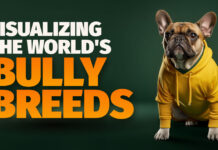 A Breakdown of Bully Breeds bully breeds