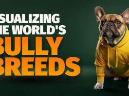 A Breakdown of Bully Breeds bully breeds