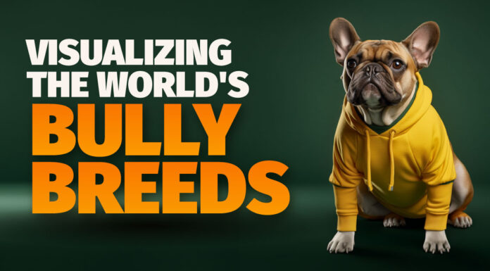 A Breakdown of Bully Breeds bully breeds