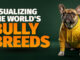 A Breakdown of Bully Breeds bully breeds