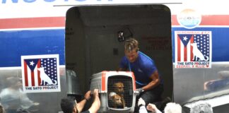 David Chokachi of ‘Baywatch’ talks about The Sato Project and helping animals David Chokachi