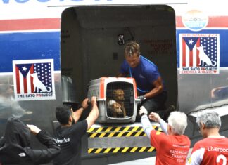 David Chokachi of ‘Baywatch’ talks about The Sato Project and helping animals David Chokachi