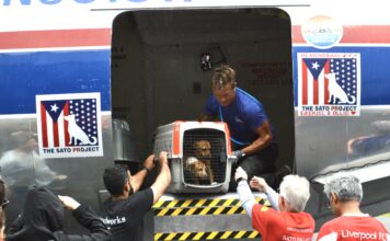 David Chokachi of ‘Baywatch’ talks about The Sato Project and helping animals David Chokachi