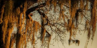 Review: Cole Swindell releases the best album of his career — ‘Spanish Moss’ Cole Swindell releases 'Spanish Moss' album