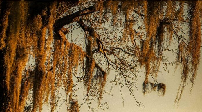 Review: Cole Swindell releases the best album of his career — ‘Spanish Moss’ Cole Swindell releases 'Spanish Moss' album