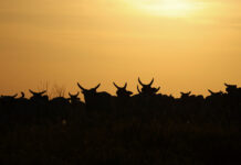 Alltech brings ‘World Without Cows’ documentary to COP30 'World Without Cows'