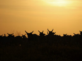 Alltech brings ‘World Without Cows’ documentary to COP30 'World Without Cows'