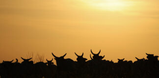 Alltech brings ‘World Without Cows’ documentary to COP30 'World Without Cows'