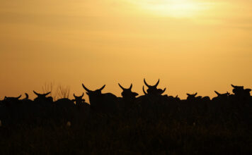 Alltech brings ‘World Without Cows’ documentary to COP30 'World Without Cows'