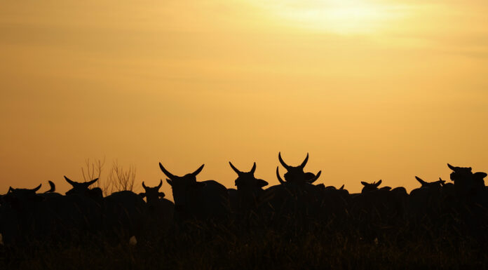 Alltech brings ‘World Without Cows’ documentary to COP30 'World Without Cows'