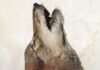 Jeff Bridges narrates new environmental documentary ‘In The Company of Wolves: An American Journey’ 'In the Company of Wolves' film