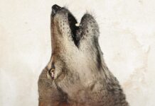 Jeff Bridges narrates new environmental documentary ‘In The Company of Wolves: An American Journey’ 'In the Company of Wolves' film