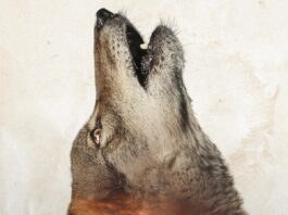 Jeff Bridges narrates new environmental documentary ‘In The Company of Wolves: An American Journey’ 'In the Company of Wolves' film