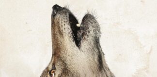 Jeff Bridges narrates new environmental documentary ‘In The Company of Wolves: An American Journey’ 'In the Company of Wolves' film