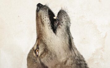 Jeff Bridges narrates new environmental documentary ‘In The Company of Wolves: An American Journey’ 'In the Company of Wolves' film