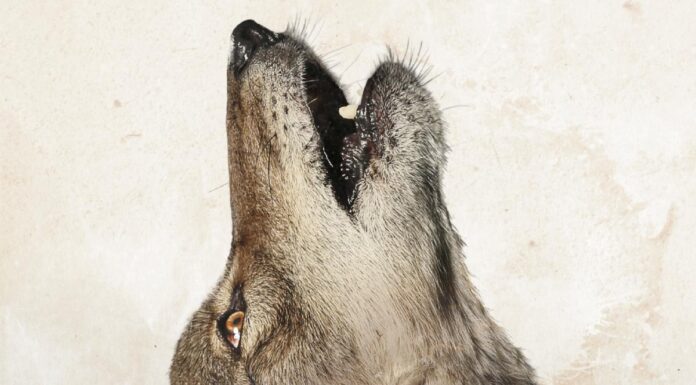 Jeff Bridges narrates new environmental documentary ‘In The Company of Wolves: An American Journey’ 'In the Company of Wolves' film